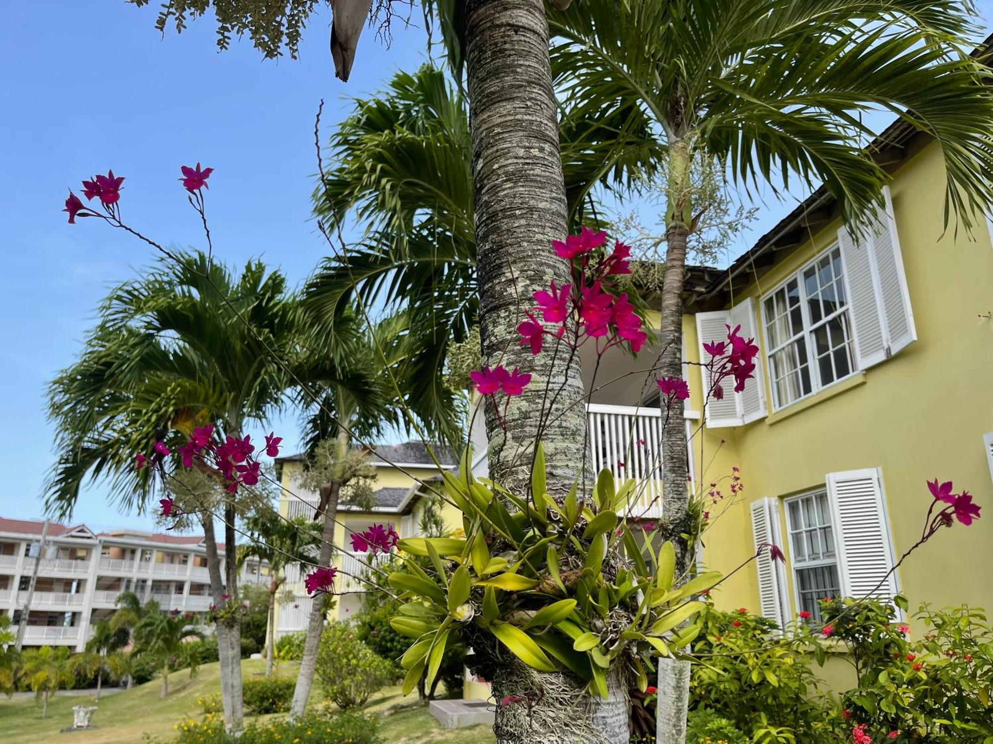 Jamaica Time Driftwood At Sea Palms 3Br 3Ba Condo In Ocho Rios With Pool And Beach Front With Views Only 10 Mins From Ochi Intl Airport Direct Flight From Miami Saint Maryʼs Exterior foto